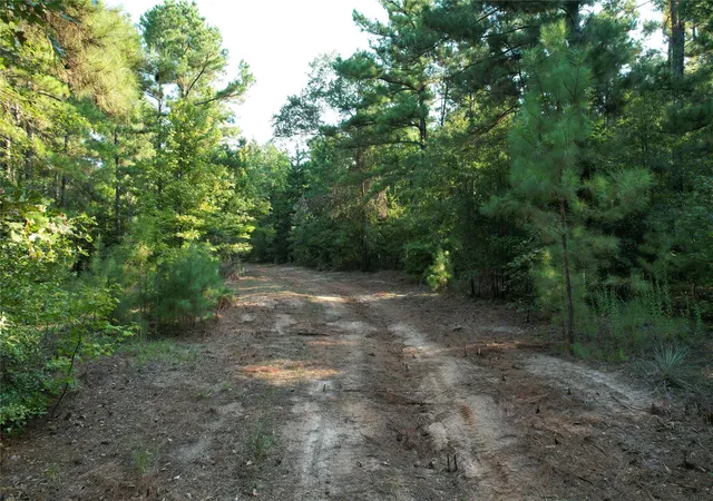 Photo 4 of Land for sale at Tbd An County Rd 1220, Grapeland, TX 75844 | MLS# 12796887 | Listing updated on 2026-09-08