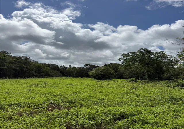 Photo 3 of Land for sale at 0 County Rd 496, Brazoria, TX 77422 | MLS# 55469828 | Listing updated on 2026-09-17