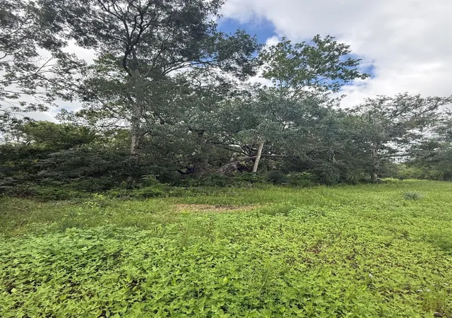 Photo 4 of Land for sale at 0 County Rd 496, Brazoria, TX 77422 | MLS# 55469828 | Listing updated on 2026-09-17