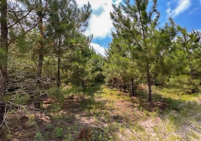 Photo 3 of Land for sale at 000 Fm 92, Colmesneil, TX 75938 | MLS# 22409327 | Listing updated on 2026-06-08