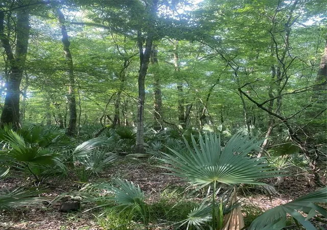 Photo 2 of Land for sale at 000 Willow Dr, Conroe, TX 77302 | MLS# 23621076 | Listing updated on 2026-04-15