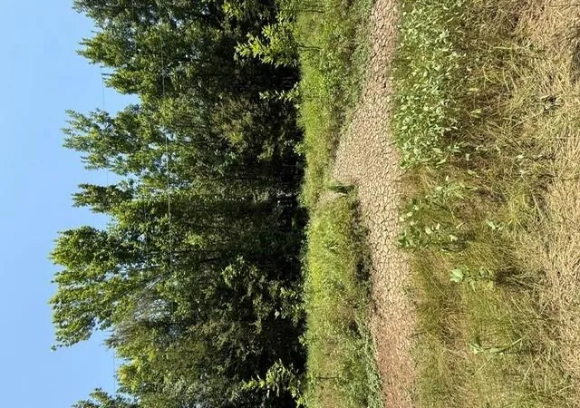 Photo 4 of Land for sale at Tbd Sunshine Acres, Midway, TX 75852 | MLS# 96114158 | Listing updated on 2026-08-06