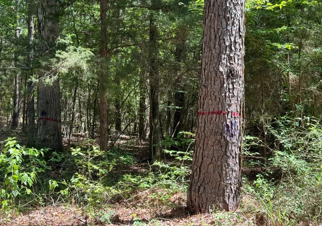 28th image of Tbd Cr 4720, Kennard, TX 75847 | MLS# 45583674