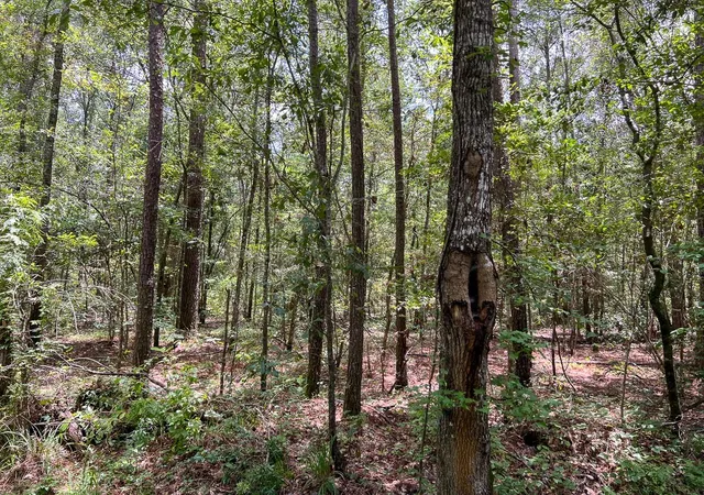 Homes for sale in Mauriceville, TX | 1 County Road 821, Mauriceville, TX 77612 | MLS# 57204151