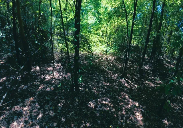 2nd image of Tbd 40 Cr 4244, Pittsburg, TX 75686 | MLS# 64837238