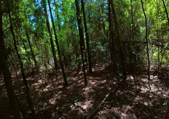 5th image of Tbd 40 Cr 4244, Pittsburg, TX 75686 | MLS# 64837238