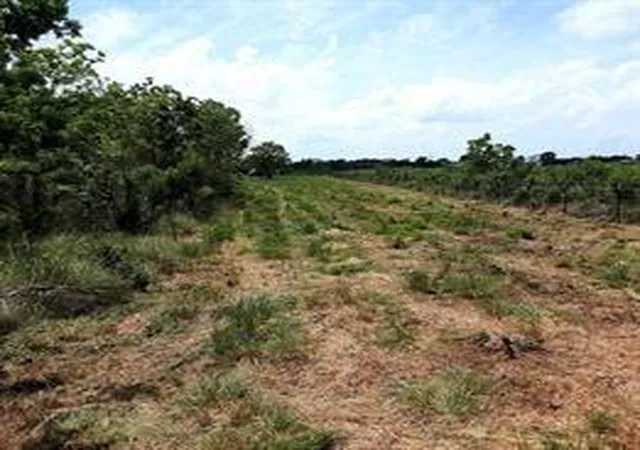 Photo 3 of Land for sale at 0 Cr 595, Angleton, TX 77515 | MLS# 43466314 | Listing updated on 2026-07-25