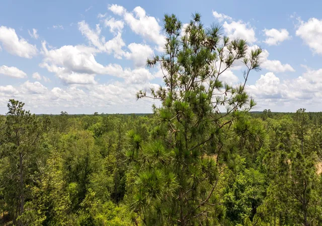 28th image of 00 Cr 4040, Woodville, TX 75979 | MLS# 31526460