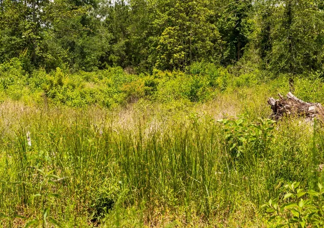 Photo 4 of Land for sale at 00 Cr 4040, Woodville, TX 75979 | MLS# 31526460 | Listing updated on 2026-07-15