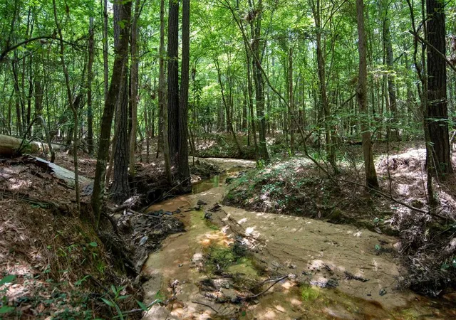 Photo 3 of Land for sale at Tbd Co Road 2150, Woodville, TX 75979 | MLS# 49717754 | Listing updated on 2026-04-05