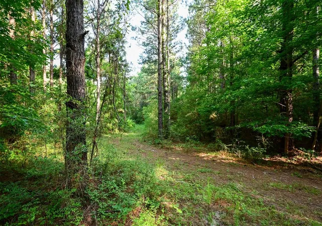 Photo 3 of Land for sale at Tbd Co Road 2150, Woodville, TX 75979 | MLS# 49717754 | Listing updated on 2026-04-05