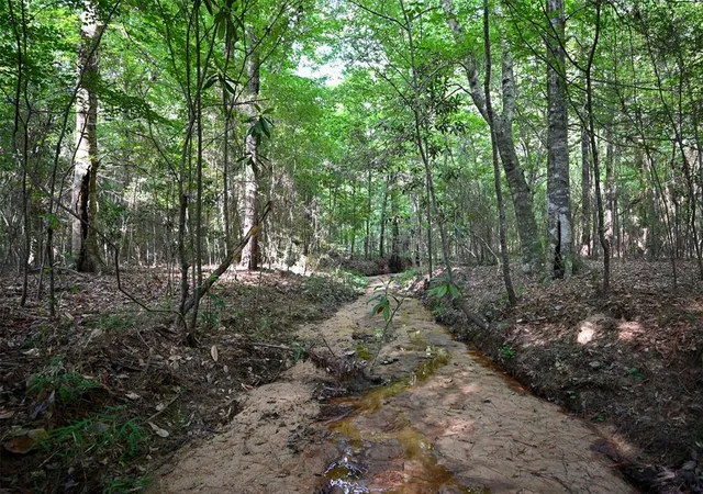 Photo 4 of Land for sale at Tbd Co Road 2150, Woodville, TX 75979 | MLS# 49717754 | Listing updated on 2026-04-05
