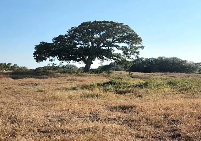 4th image of Tbd Tbd Fm 318, Hallettsville, TX 77964 | MLS# 26899640