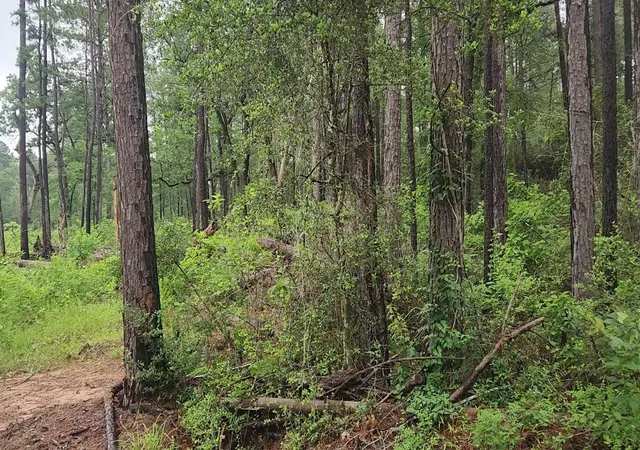Homes for sale in Plantersville, TX | Lot 33 Gum Tree Ln, Plantersville, TX 77363 | MLS# 8765671