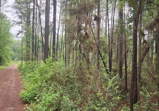 Homes for sale in Plantersville, TX | Lot 33 Gum Tree Ln, Plantersville, TX 77363 | MLS# 8765671