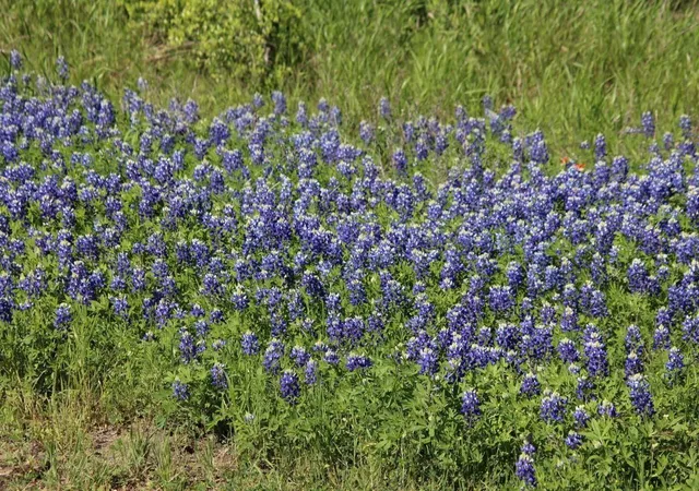 3rd image of 0 Wooded Reserve Ct, Washington, TX 77880 | MLS# 38567395