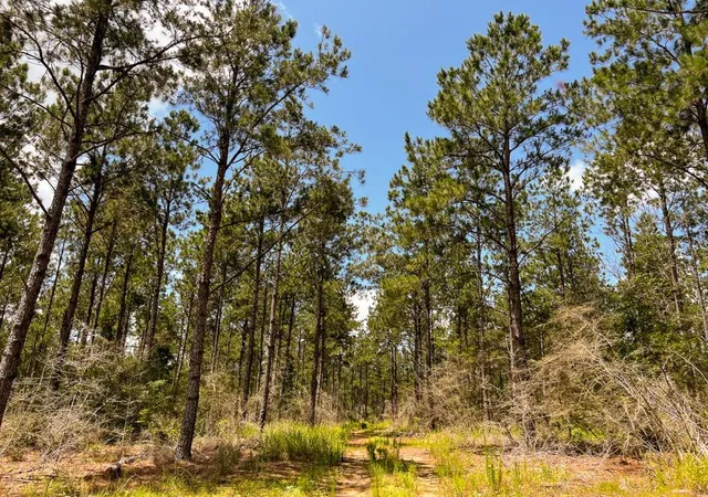 Photo 2 of Land for sale at 0000000 Kelley Road, Livingston, TX 77351 | MLS# 50799784 | Listing updated on 2026-01-20