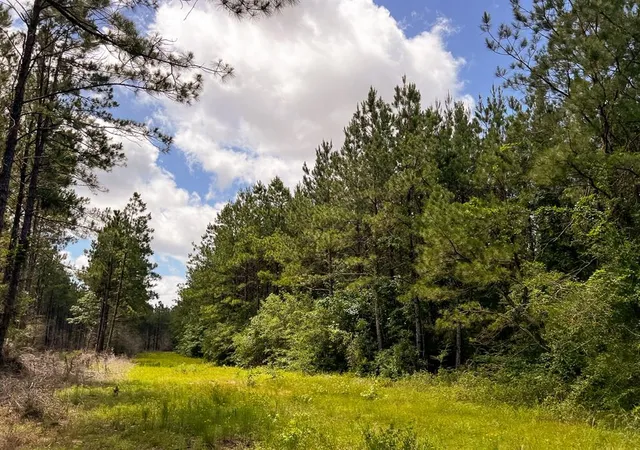 Photo 3 of Land for sale at 0000000 Kelley Road, Livingston, TX 77351 | MLS# 50799784 | Listing updated on 2026-01-20