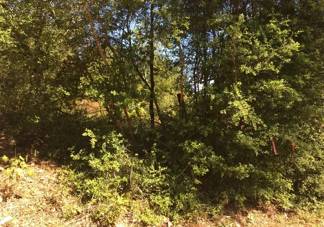 Homes for sale in Elkhart, TX | Tbd State Hwy 294, Elkhart, TX 75839 | MLS# 10281941