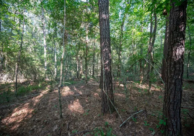 4th image of Tbd Cr 3000, Woodville, TX 75979 | MLS# 49481063