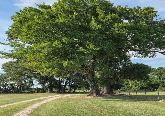 Homes for sale in Trinity, TX | 0 Skains Chapel Road, Trinity, TX 75862 | MLS# 21351981