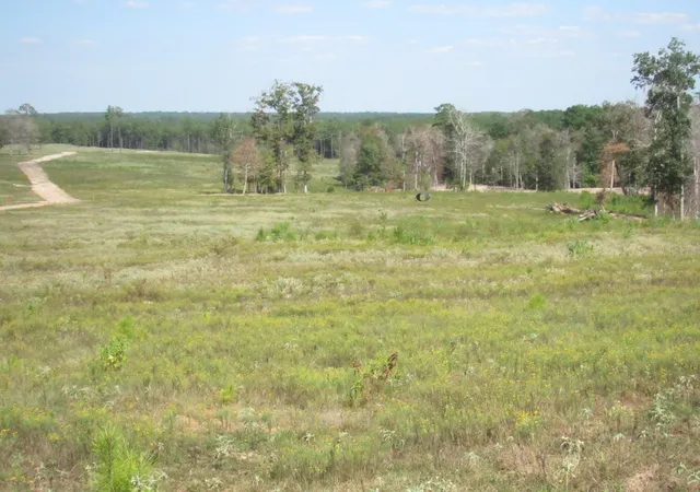 1st image of 000 20 Fm256 N, Woodville, TX 75979 | MLS# 25850022