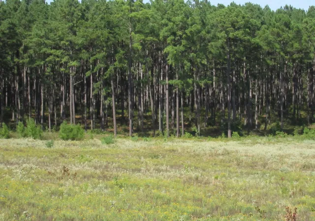 2nd image of 000 20 Fm256 N, Woodville, TX 75979 | MLS# 25850022