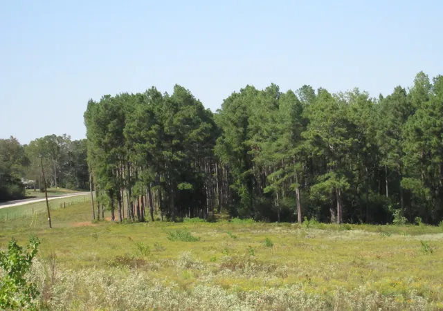 3rd image of 000 20 Fm256 N, Woodville, TX 75979 | MLS# 25850022