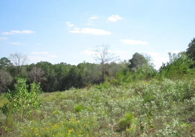 4th image of 000 20 Fm256 N, Woodville, TX 75979 | MLS# 25850022