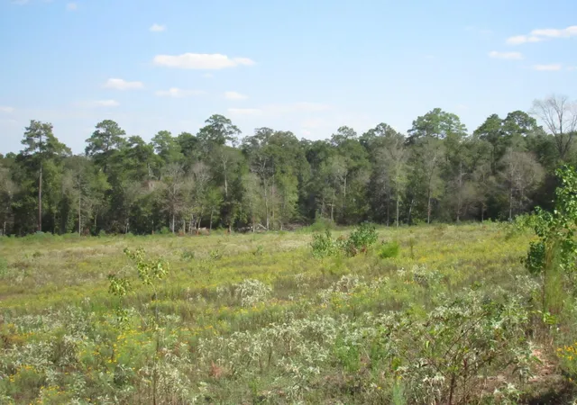 5th image of 000 20 Fm256 N, Woodville, TX 75979 | MLS# 25850022