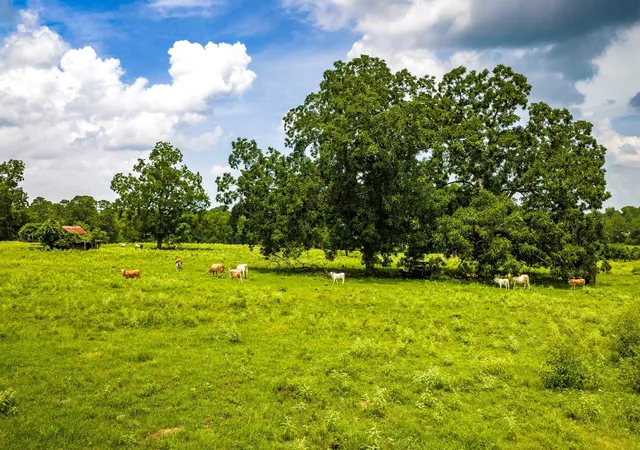 3rd image of Tbd 1375 Rd E, New Waverly, TX 77358 | MLS# 97367244