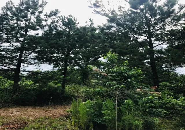 Photo 2 of Land for sale at 26150 Grand Pines Rd, Magnolia, TX 77355 | MLS# 68577653 | Listing updated on 2026-07-11