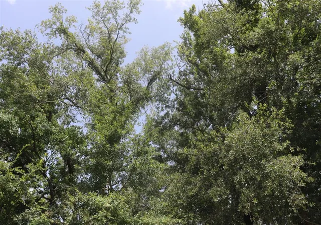 Photo 3 of Land for sale at 17138 Hl Patton Blvd, Splendora, TX 77372 | MLS# 3305163 | Listing updated on 2025-12-18