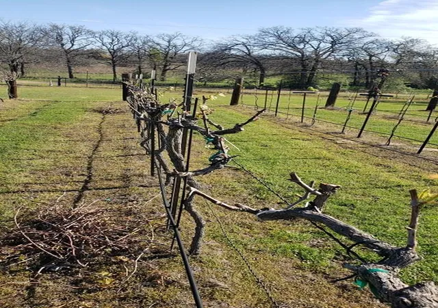 Photo 3 of Land for sale at 101 County Rd 257, Liberty Hill, TX 78642 | MLS# 68689218 | Listing updated on 2026-07-27