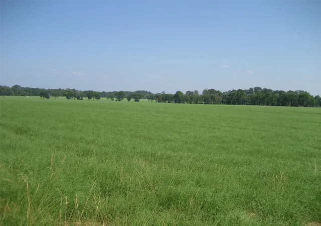 2nd image of 00 Cr 1890, Grapeland, TX 75844 | MLS# 83503012