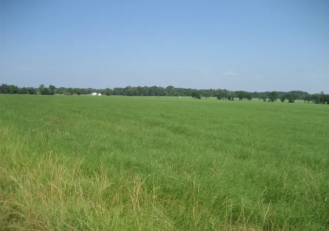 Photo 3 of Land for sale at 00 Cr 1890, Grapeland, TX 75844 | MLS# 83503012 | Listing updated on 2025-12-17