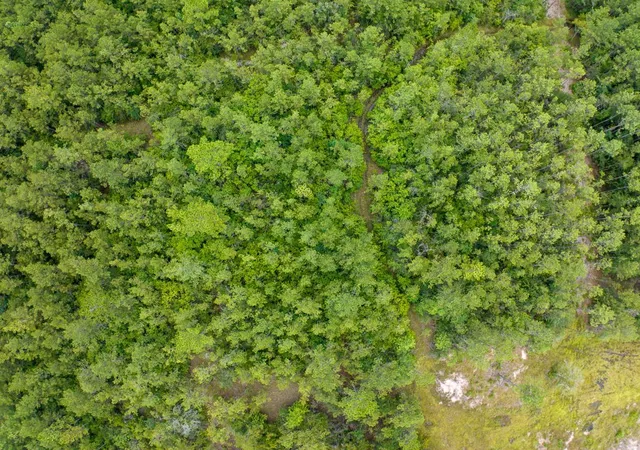 Photo 4 of Land for sale at Tbd Carter Ranch Rd, Kountze, TX 77625 | MLS# 88887534 | Listing updated on 2026-08-07