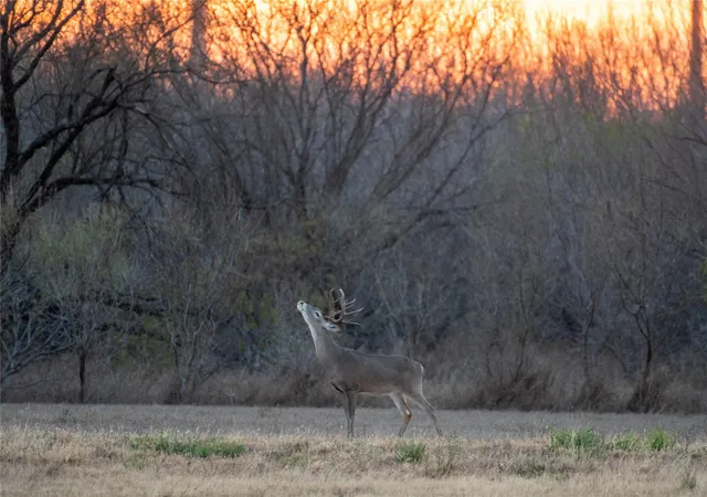 Photo 1 of Sale Pending at 0 Las Brisas Rd, Rio Grande City, TX 78582 | MLS# 12829433 | Listing updated on 2026-09-02