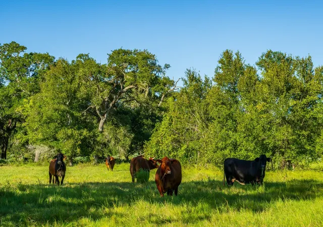 Photo 1 of Land for sale at 19329 Cr 319, Brazoria, TX 77422 | MLS# 20372554 | Listing updated on 2026-08-27