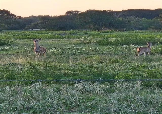 Photo 2 of Land for sale at 6104 Lucas Rd, Goliad, TX 77963 | MLS# 83659059 | Listing updated on 2026-05-25