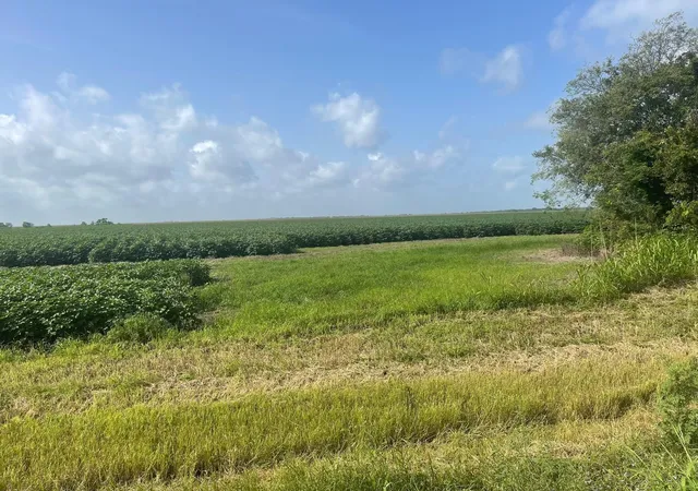 Photo 3 of Land for sale at 10815 Koym Rd, Beasley, TX 77417 | MLS# 84598908 | Listing updated on 2026-08-05
