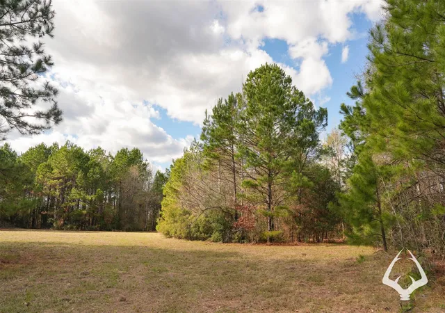 Photo 4 of Land for sale at 00 00 Recreational Road 255, Colmesneil, TX 75938 | MLS# 75239248 | Listing updated on 2026-08-29