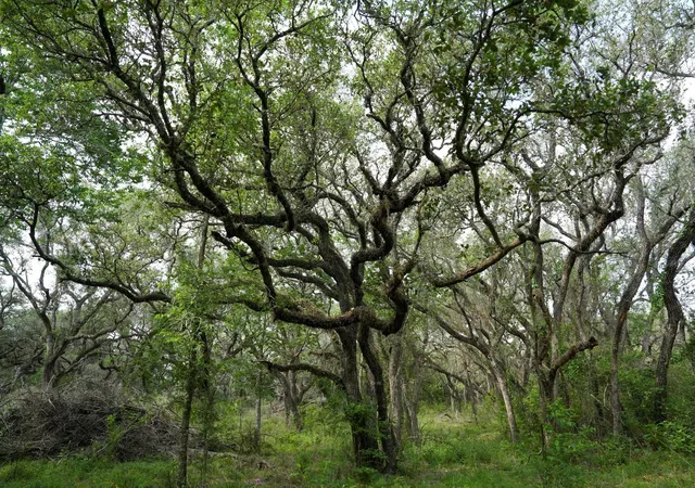 Photo 4 of Land for sale at 0 Shorebird Ln, Columbus, TX 78934 | MLS# 22738308 | Listing updated on 2026-05-19