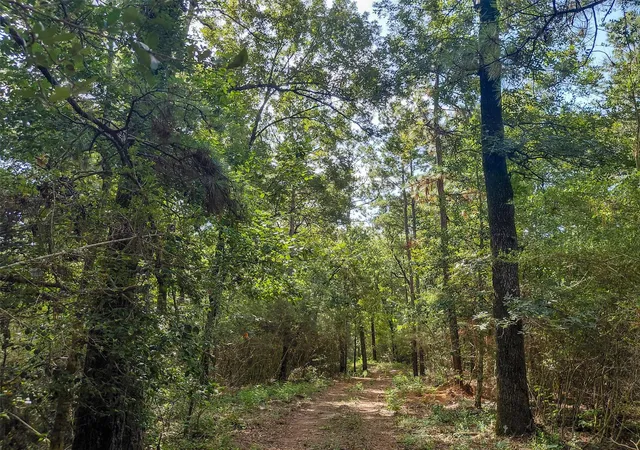 Photo 3 of Land for sale at 230 Private Rd 8305, Woodville, TX 75979 | MLS# 87002453 | Listing updated on 2026-08-03