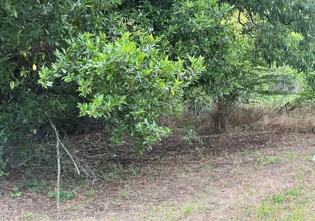 Photo 4 of Land for sale at 707 E Broadway St, Winnsboro, TX 75494 | MLS# 83414449 | Listing updated on 2026-06-06