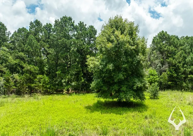 Homes for sale in Grapeland, TX | 00 County Road 2265, Grapeland, TX 75844 | MLS# 10924362