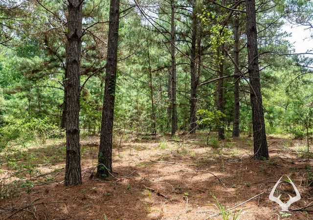 Homes for sale in Grapeland, TX | 00 County Road 2265, Grapeland, TX 75844 | MLS# 10924362