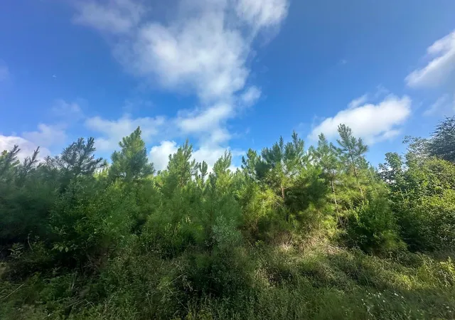 4th image of T-1 Fm 943, Kountze, TX 77625 | MLS# 25674476
