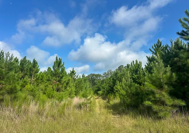 5th image of T-1 Fm 943, Kountze, TX 77625 | MLS# 25674476