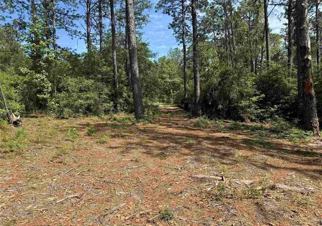 1st image of 565 Sparkleberry Dr, Brookeland, TX 75931 | MLS# 14225418